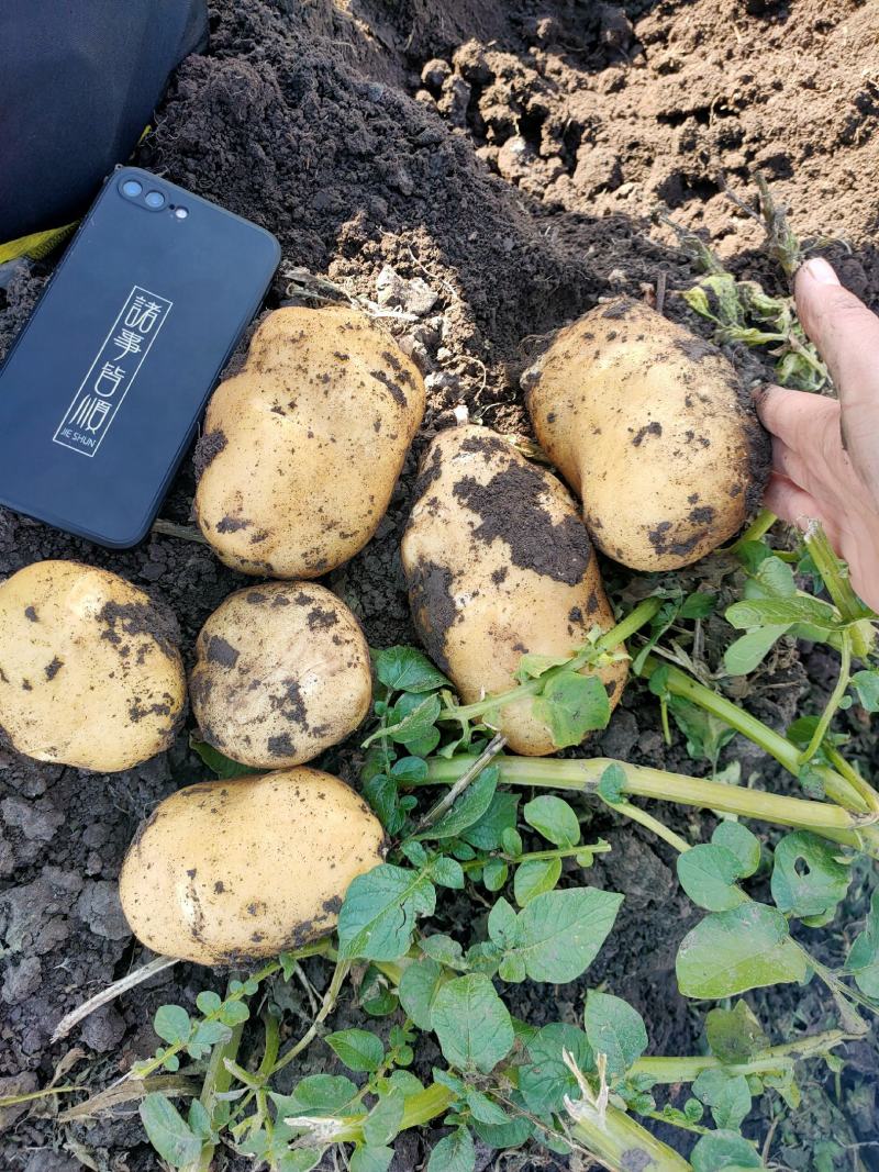 兴佳二号，皮毛好，个头大型好，地头出货了