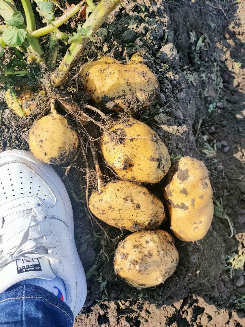 兴佳二号，皮毛好，个头大型好，地头出货了