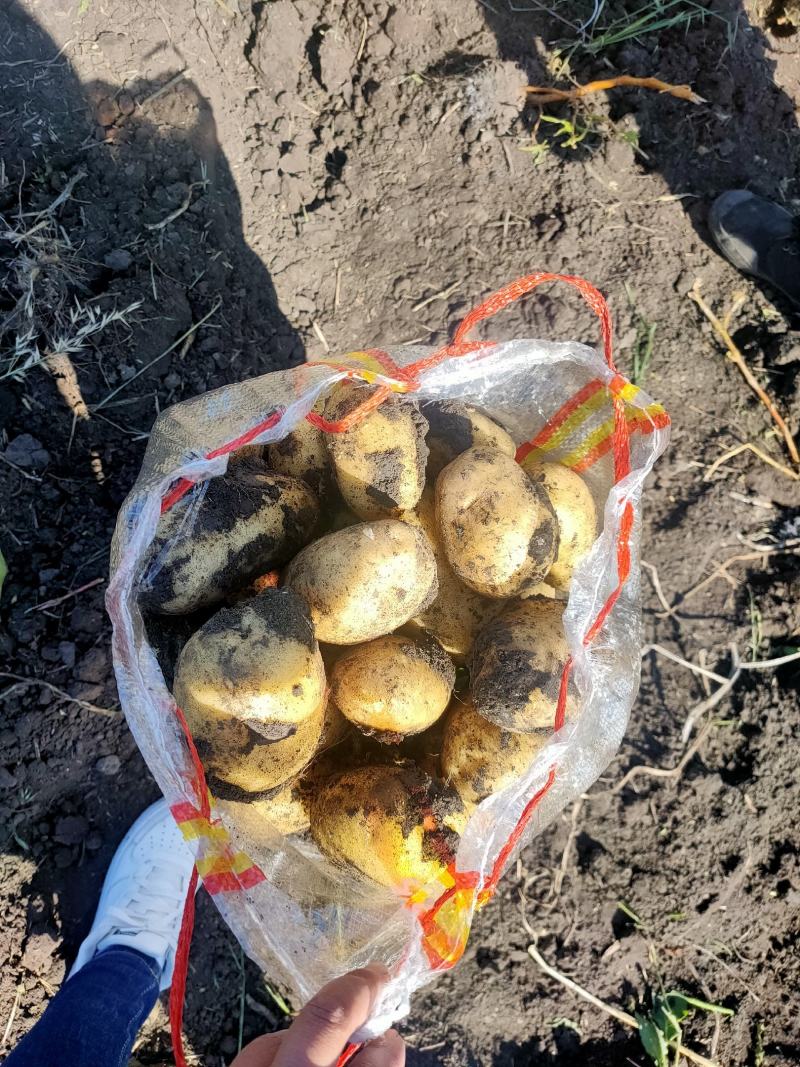 兴佳二号，皮毛好，个头大型好，地头出货了