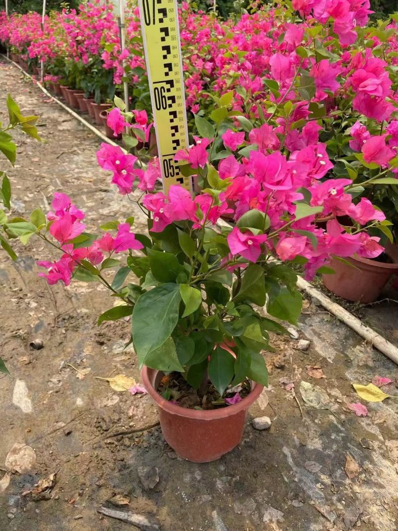 水红三角梅，勒杜鹃，观赏植物，基地直销，价格实惠，