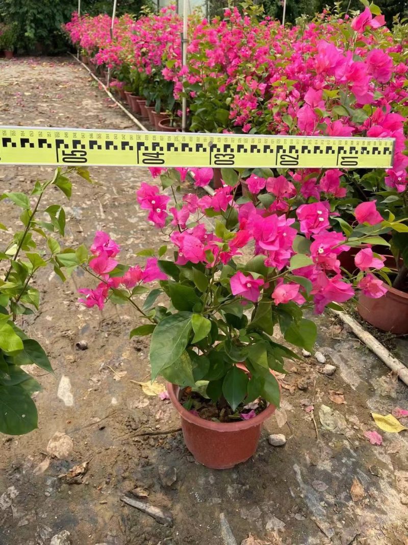 水红三角梅，勒杜鹃，观赏植物，基地直销，价格实惠，