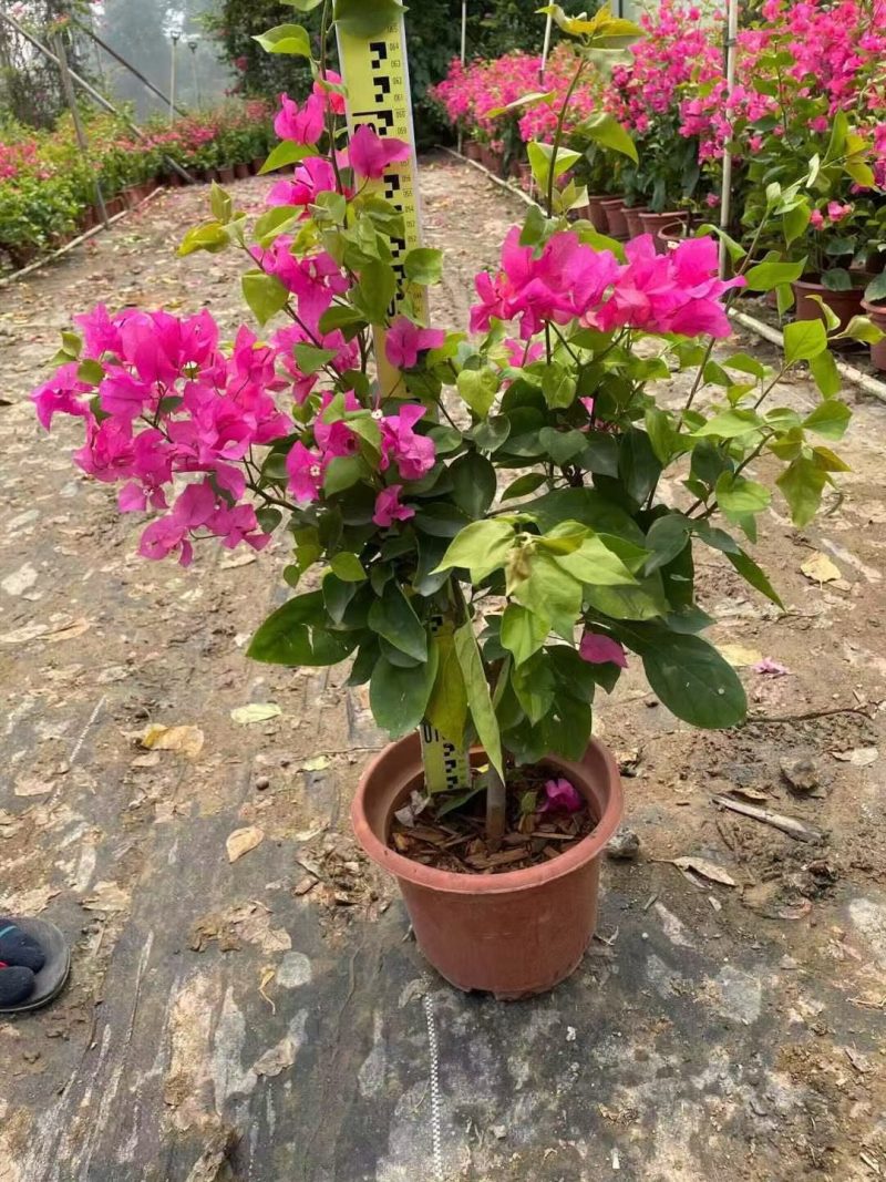 水红三角梅，勒杜鹃，观赏植物，基地直销，价格实惠，