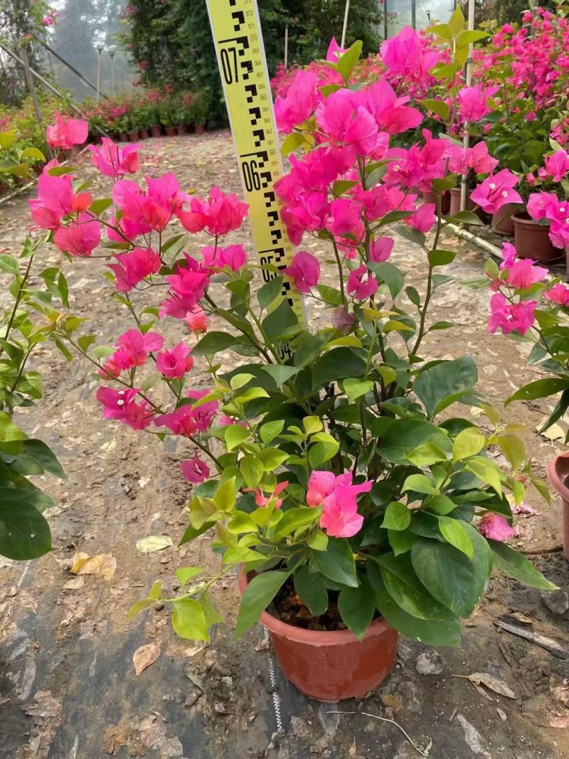 水红三角梅，勒杜鹃，观赏植物，基地直销，价格实惠，