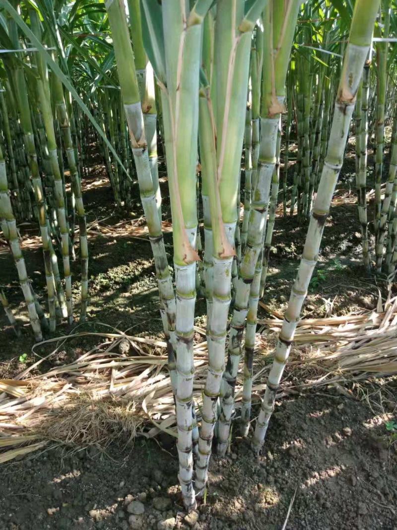 特价特价！青皮甘蔗，皮薄多汁清甜可口