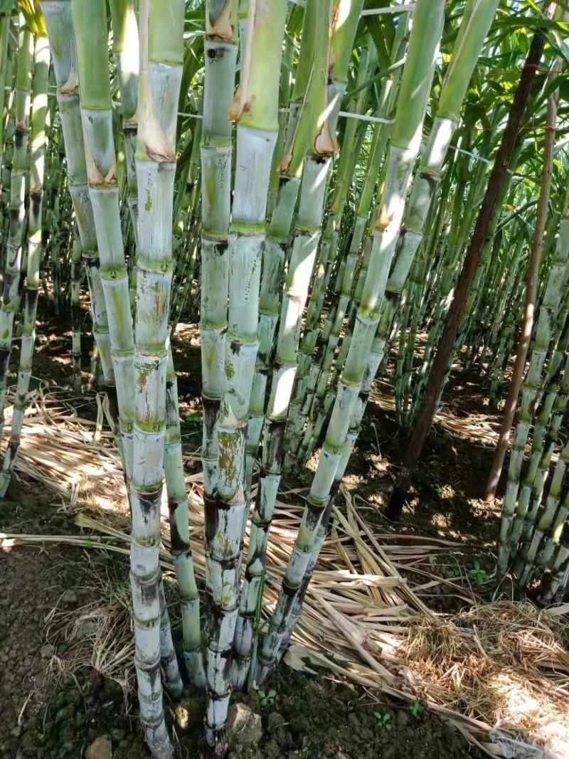 特价特价！青皮甘蔗，皮薄多汁清甜可口
