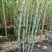 特价特价！青皮甘蔗，皮薄多汁清甜可口
