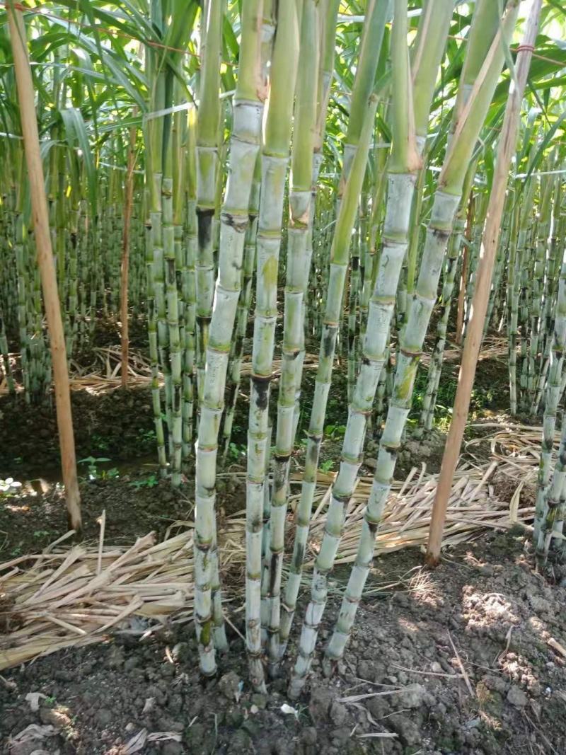特价特价！青皮甘蔗，皮薄多汁清甜可口