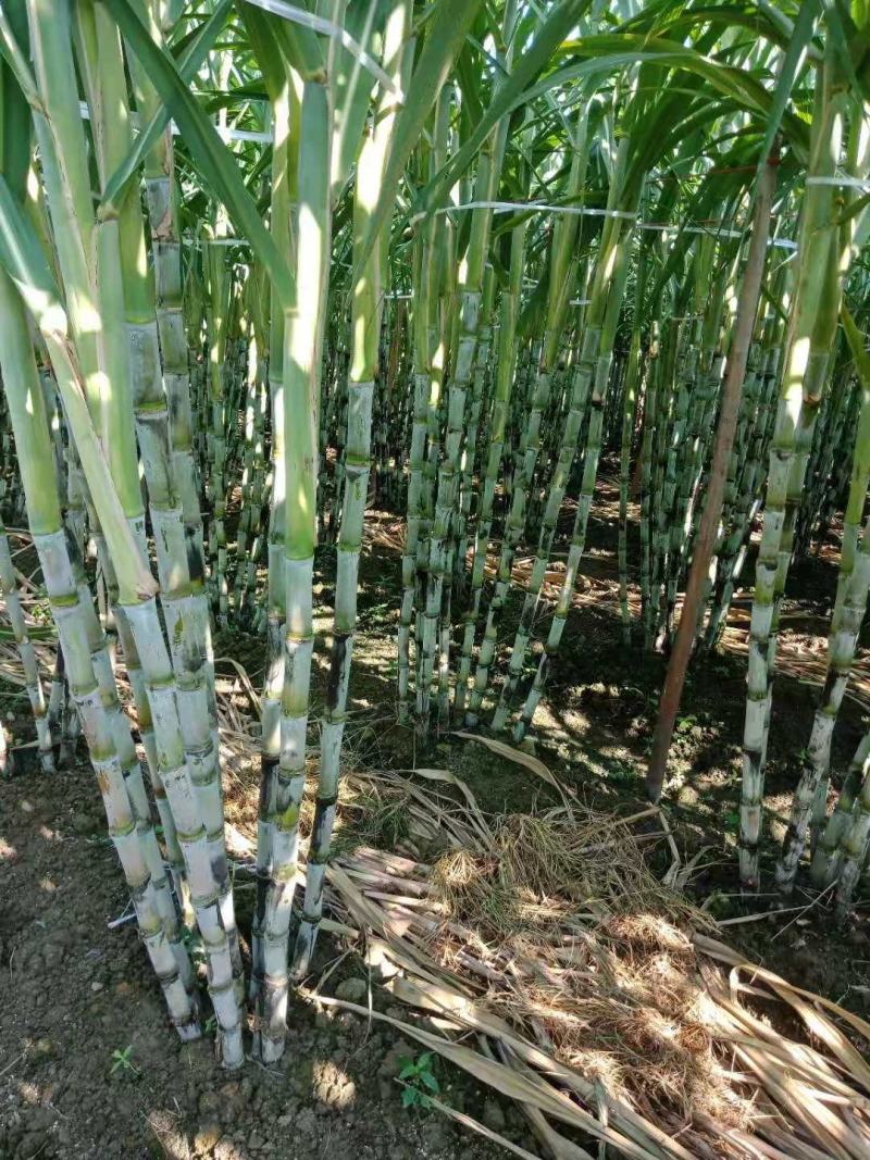 特价特价！青皮甘蔗，皮薄多汁清甜可口