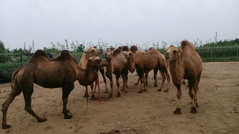 自家养殖场自养自销乘骑骆驼，拍照骆驼，观赏骆驼，欢迎选购