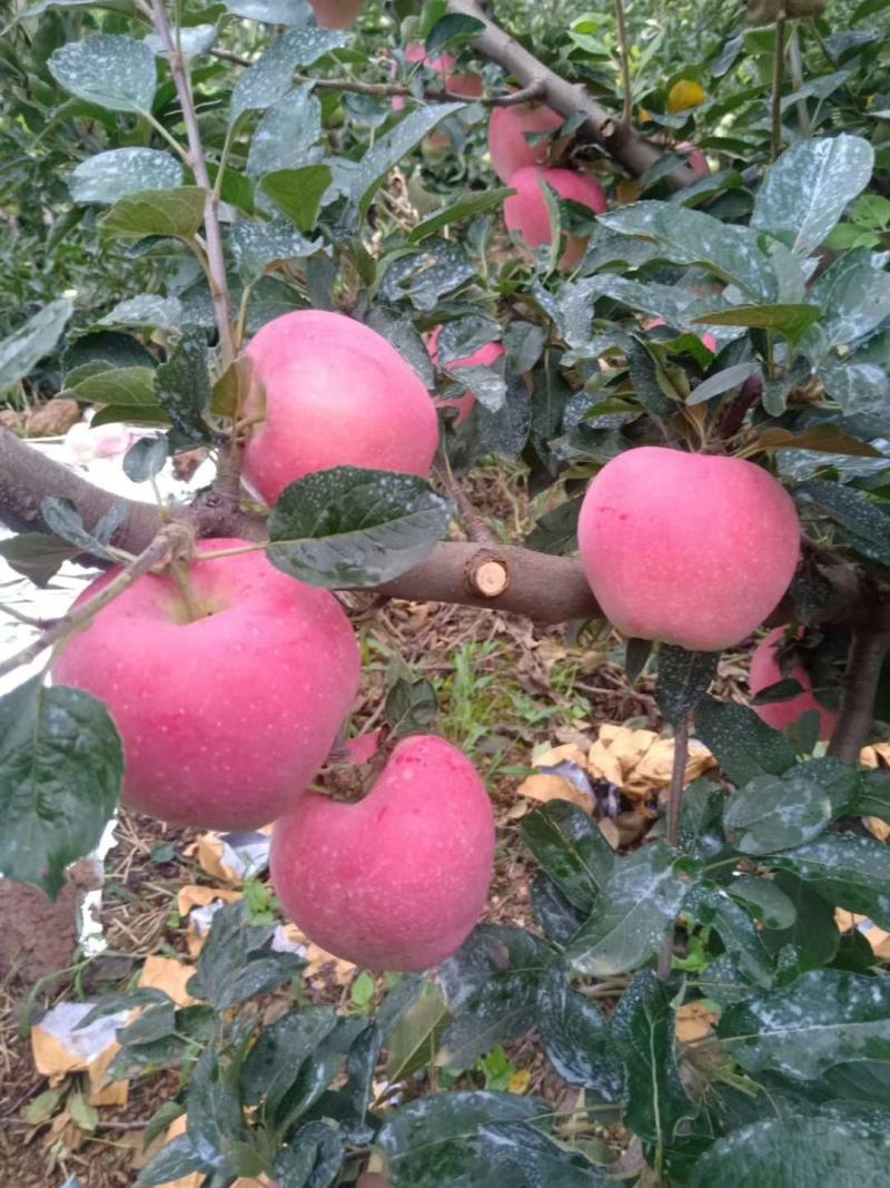 红星苹果大量上市，产地一手货源中秋送礼佳品
