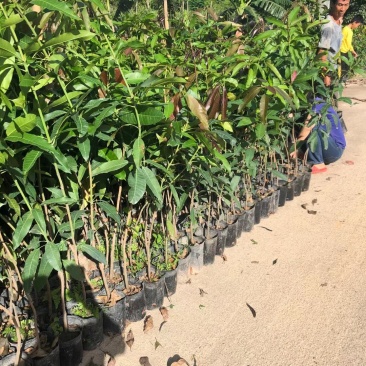 芒果树