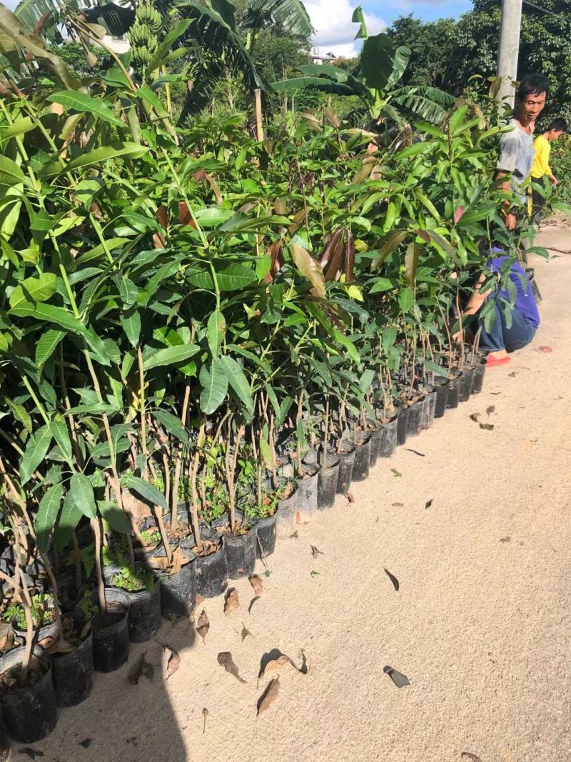 芒果树