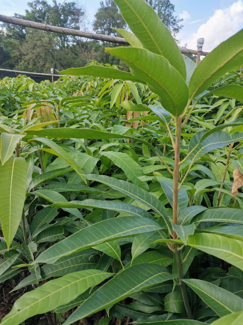 柿子树苗正宗嫁接苗品种以甜柿为主，产量高，可加工，