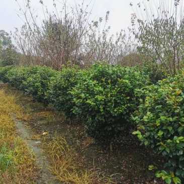 茶花球各规格齐全自家基地量大从优欢迎选购