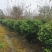 茶花球各规格齐全自家基地量大从优欢迎选购