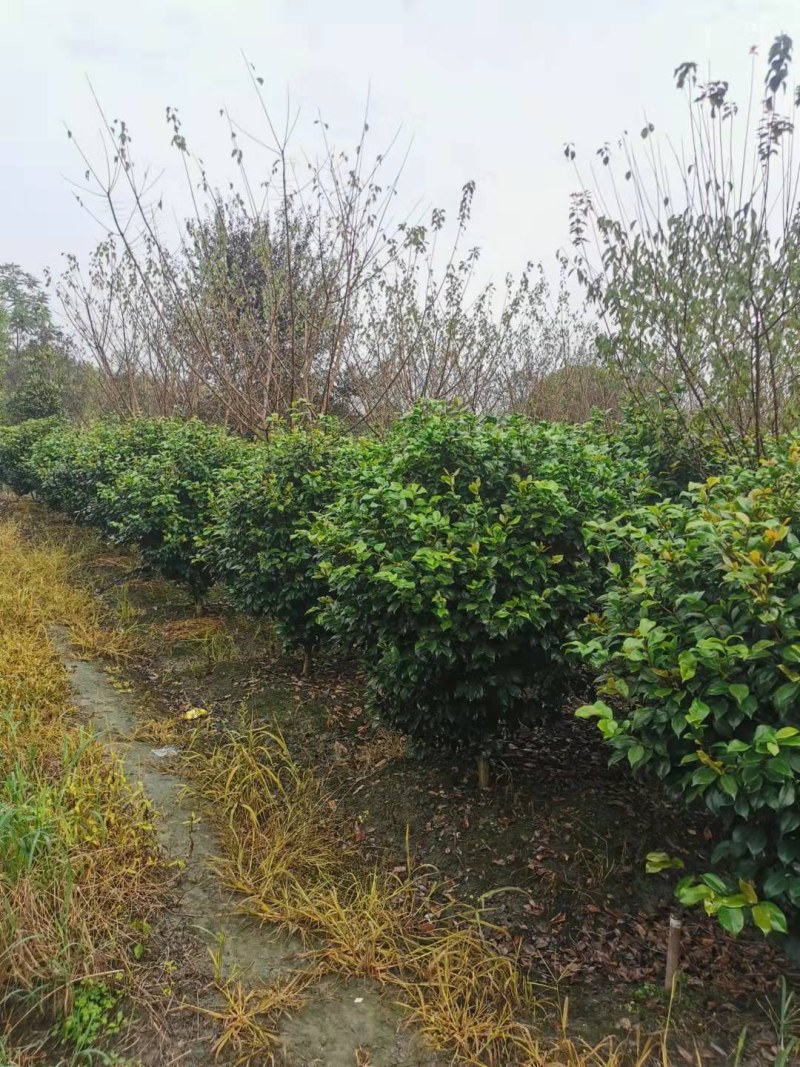 茶花球各规格齐全自家基地量大从优欢迎选购