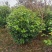 茶花球各规格齐全自家基地量大从优欢迎选购