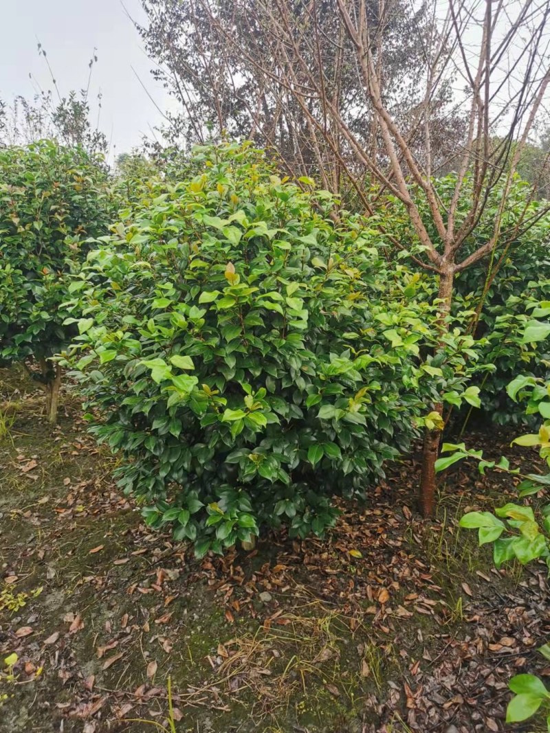 茶花球各规格齐全自家基地量大从优欢迎选购