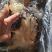 沙蜇头质量特别好凉拌下酒菜超解腻一箱6斤一手货源量大从优