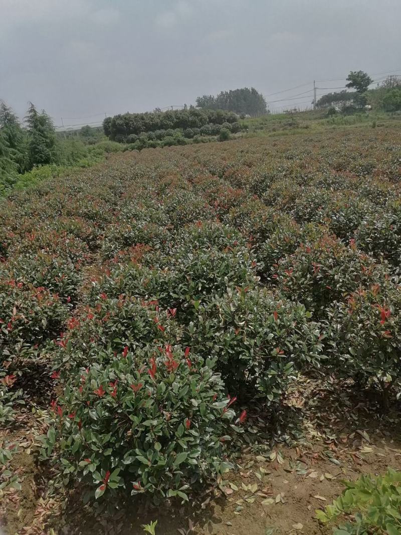 （有好货）红叶石楠球红叶石楠树苗红叶石楠小苗四季庭