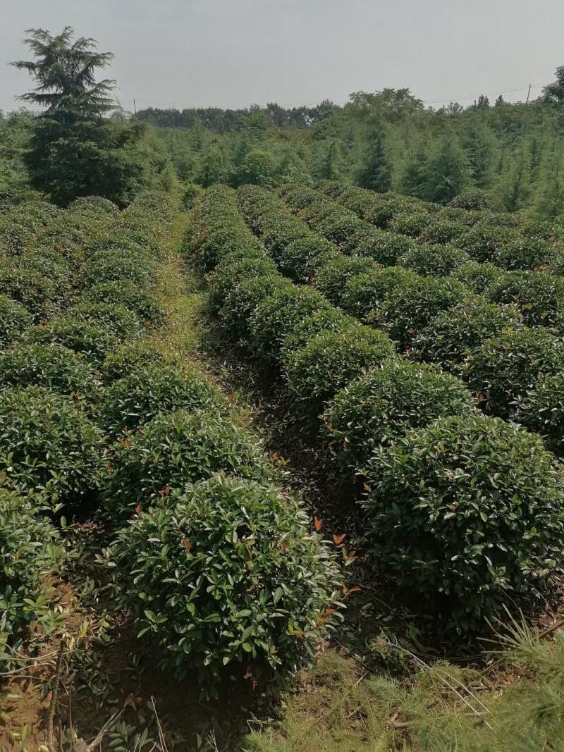 （有好货）红叶石楠球红叶石楠树苗红叶石楠小苗四季庭