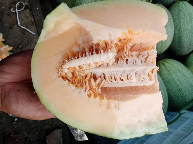 小蜜25.西州蜜，哈密瓜，山东潍坊青州，寿光昌乐主产区，