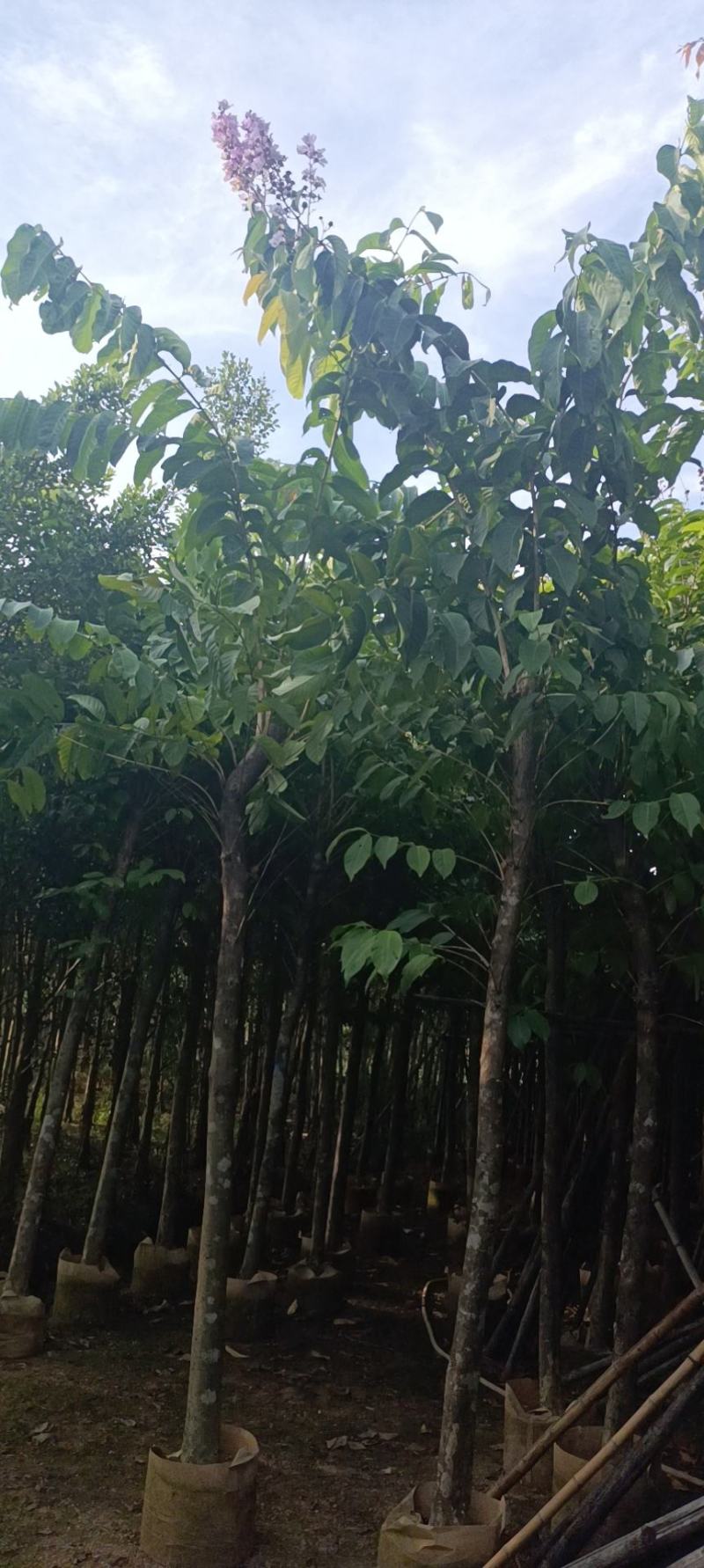大叶紫薇