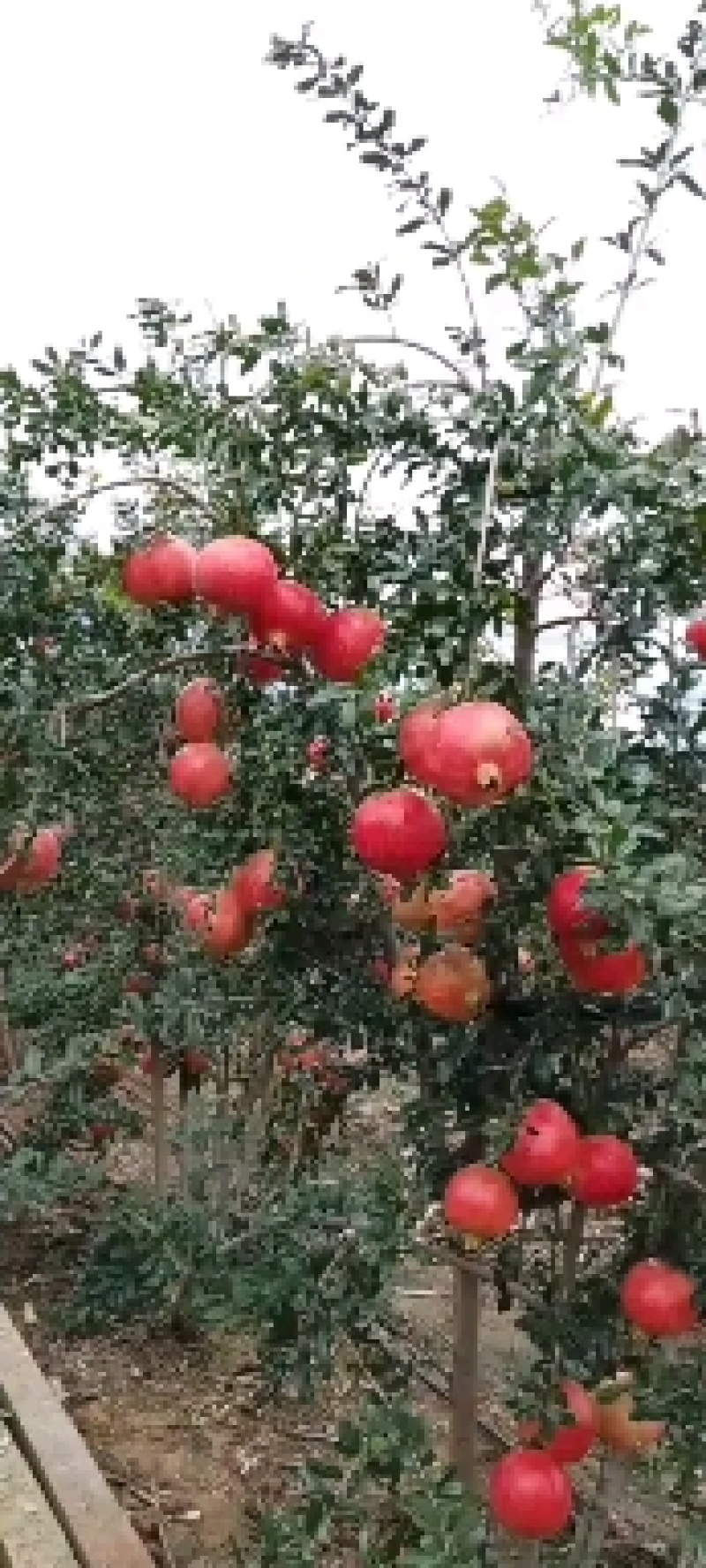 石榴