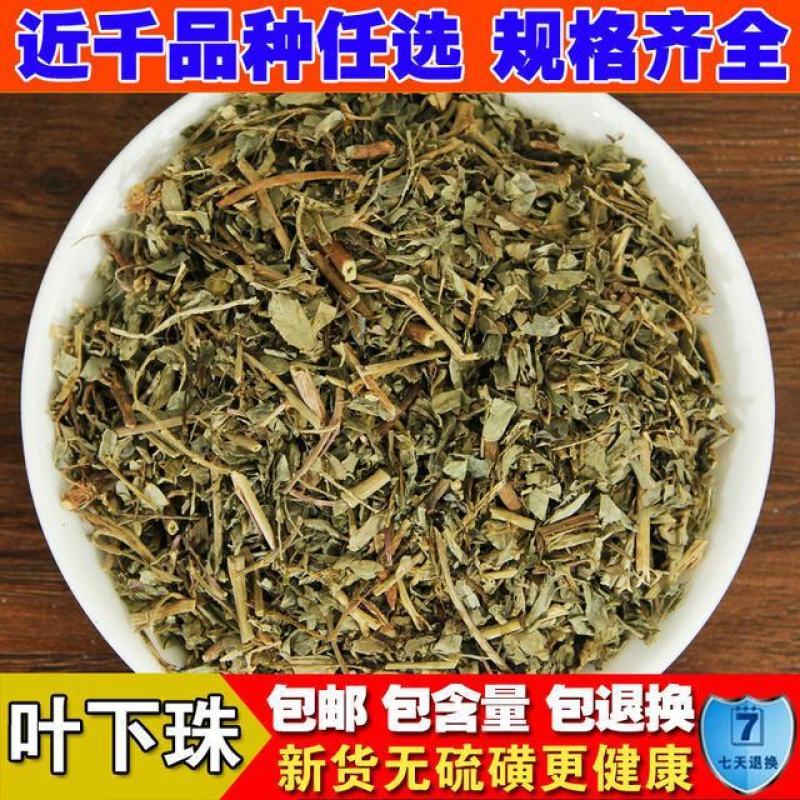 叶下珠中药材云南野生苦味叶下珠珍珠草鱼鳞草珍珠草