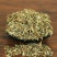 叶下珠中药材云南野生苦味叶下珠珍珠草鱼鳞草珍珠草