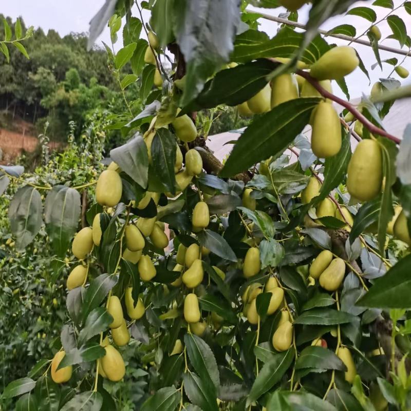 枣树苗贵妃嫁接贵妃枣树苗，四川，贵州，