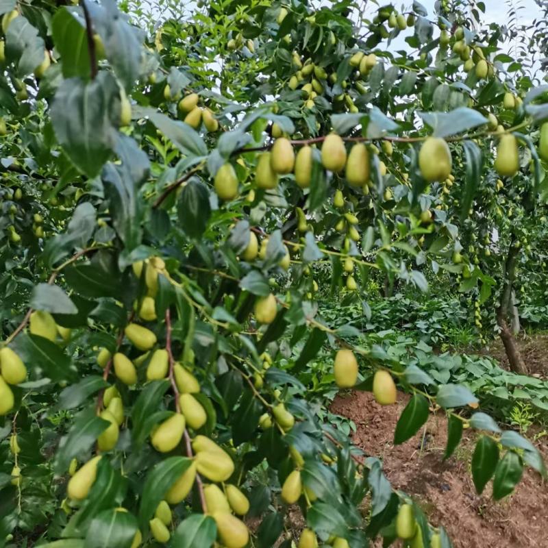 枣树苗贵妃嫁接贵妃枣树苗，四川，贵州，