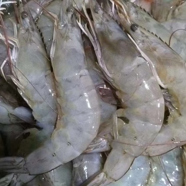 虾海捕大虾
