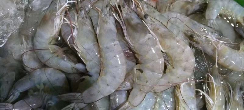 虾海捕大虾