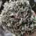 积雪草落得打崩大碗铜钱草马蹄草雷公根筛选袋装中药