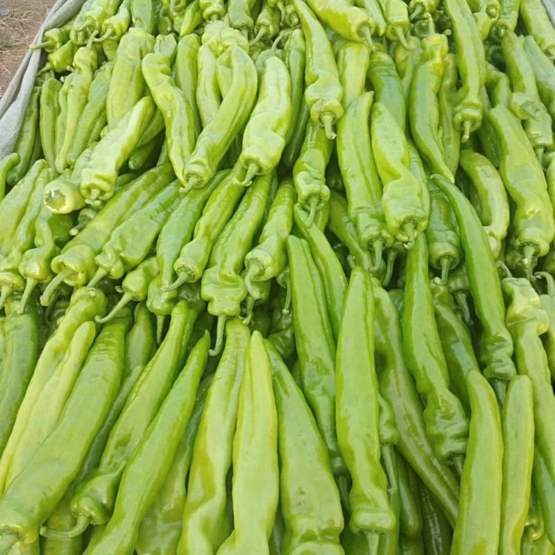 尖椒，太空椒，螺丝椒，线椒