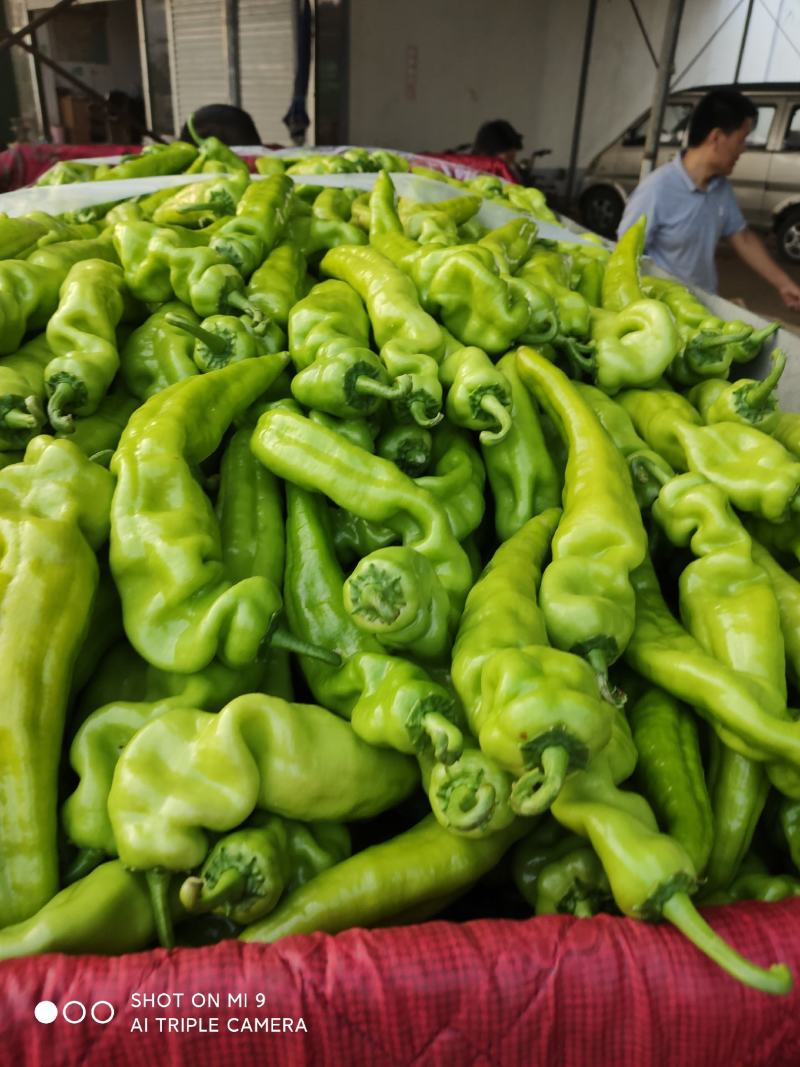 尖椒，太空椒，螺丝椒，线椒