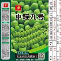 豌豆种矮杆早熟豌豆种子中豌六号九号长寿仁甜豌豆种