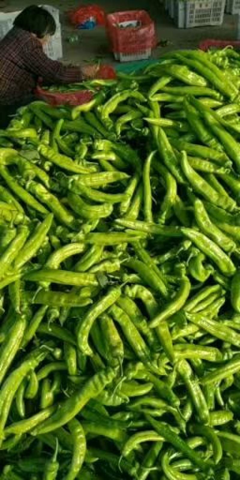 尖椒，太空椒，螺丝椒，线椒