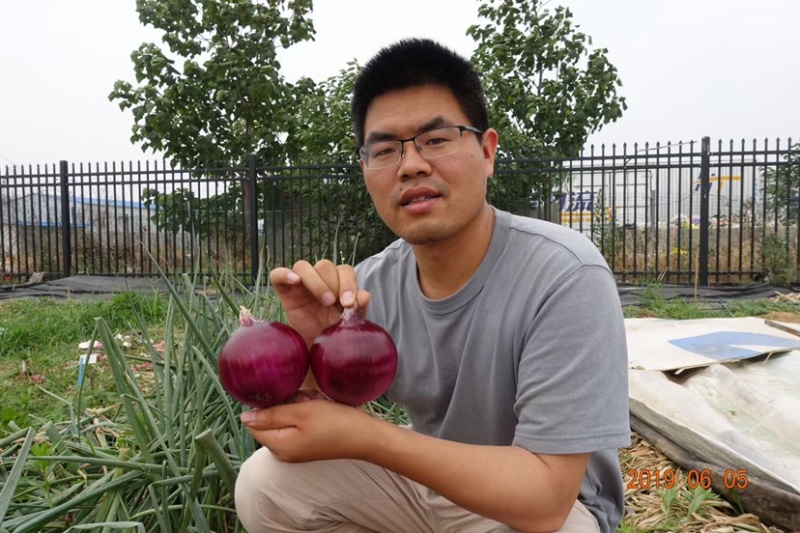 欧兰德紫皮洋葱杂交种子秋季中早熟高圆耐储耐雨抗病微辣脆甜