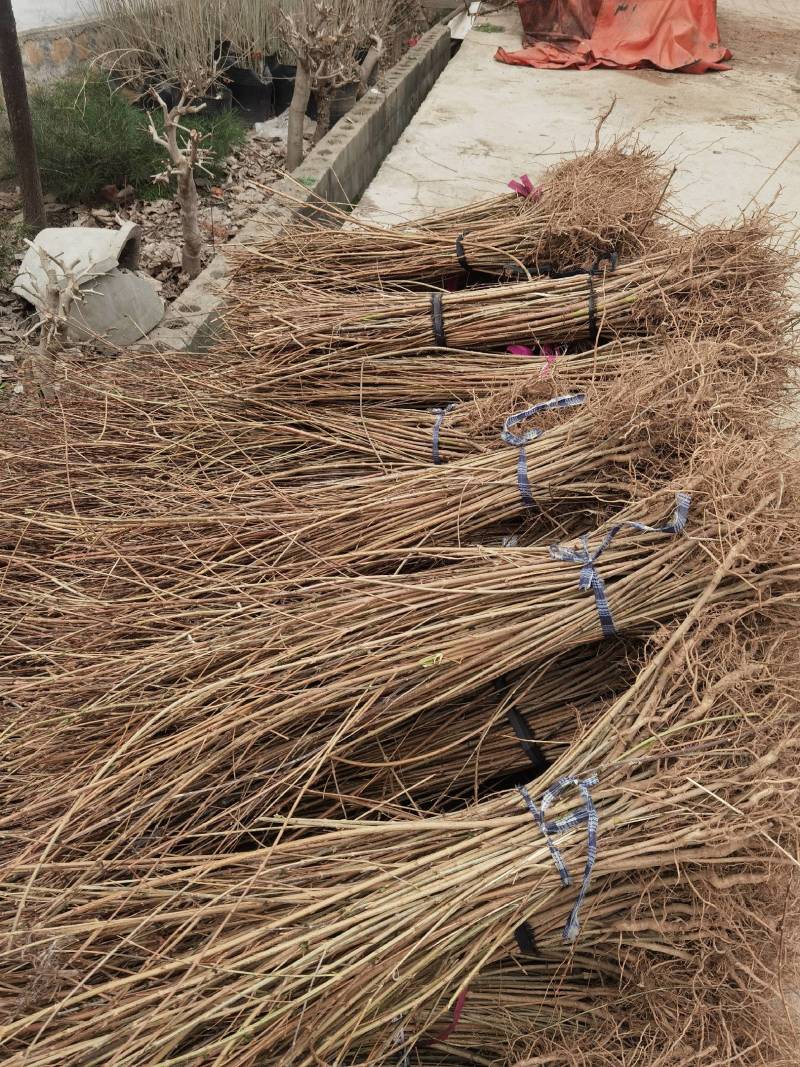 河南连翘苗药用连翘苗连翘苗药材连翘苗高产连翘