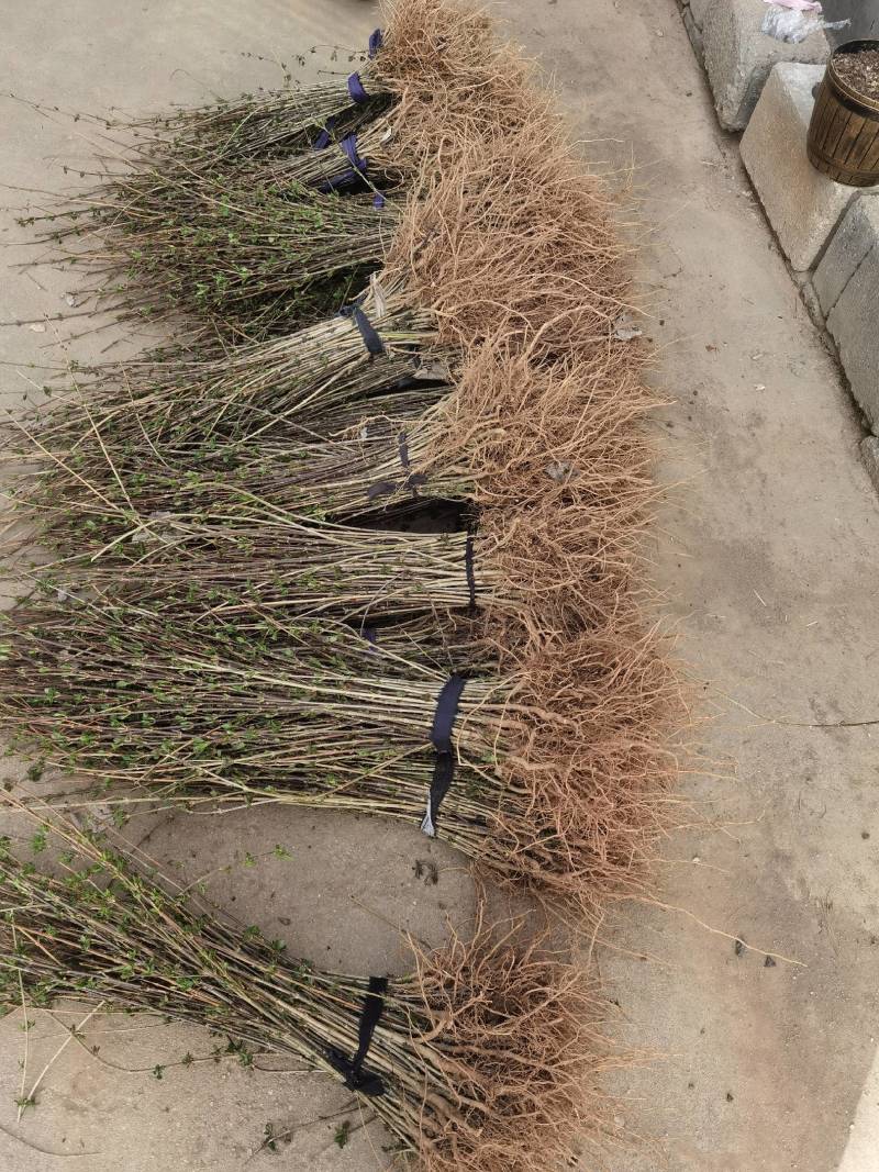 河南连翘苗药用连翘苗连翘苗药材连翘苗高产连翘