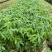 大腹木棉树苗南北适宜种植易生长酒瓶形状基地种植户外品种