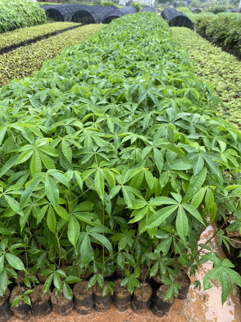 大腹木棉树苗南北适宜种植易生长酒瓶形状基地种植户外品种