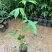 大腹木棉树苗南北适宜种植易生长酒瓶形状基地种植户外品种