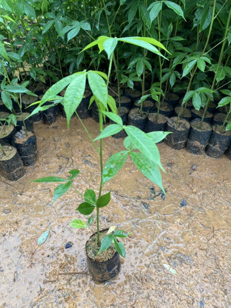 大腹木棉树苗南北适宜种植易生长酒瓶形状基地种植户外品种