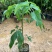 大腹木棉树苗南北适宜种植易生长酒瓶形状基地种植户外品种