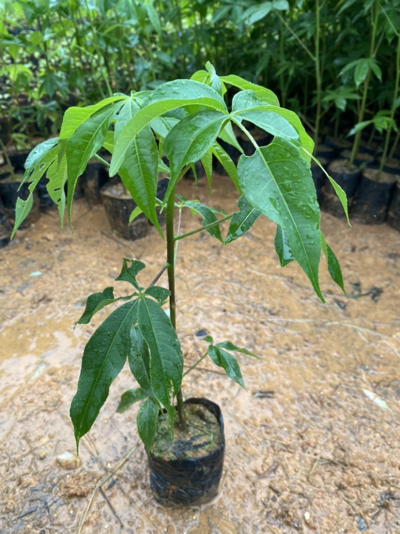 大腹木棉树苗南北适宜种植易生长酒瓶形状基地种植户外品种