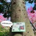 大腹木棉树苗南北适宜种植易生长酒瓶形状基地种植户外品种