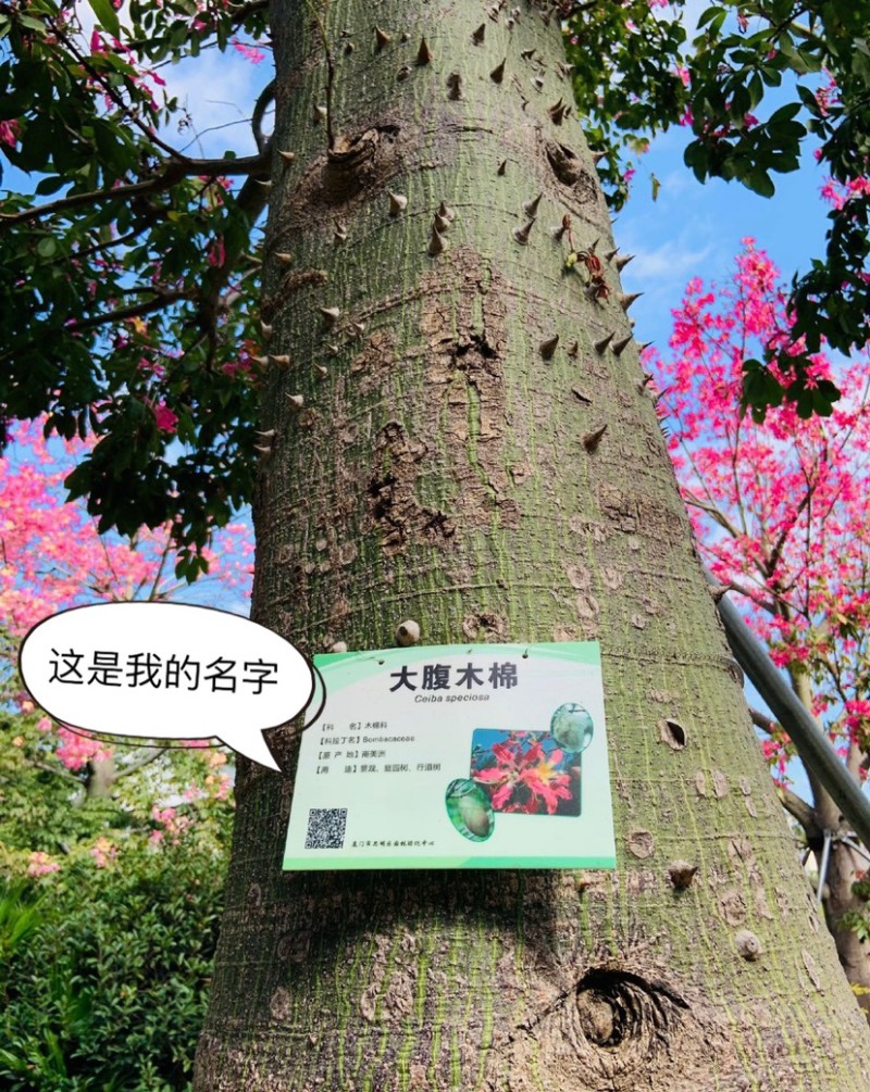 大腹木棉树苗南北适宜种植易生长酒瓶形状基地种植户外品种